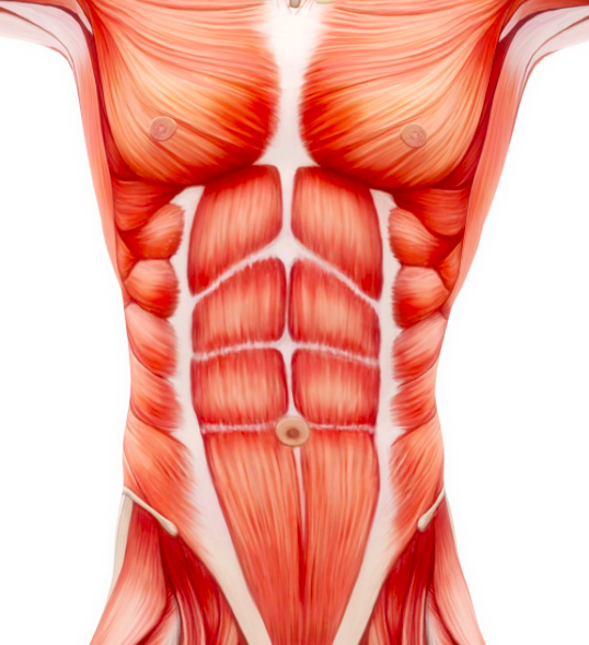 Abdominal Etching